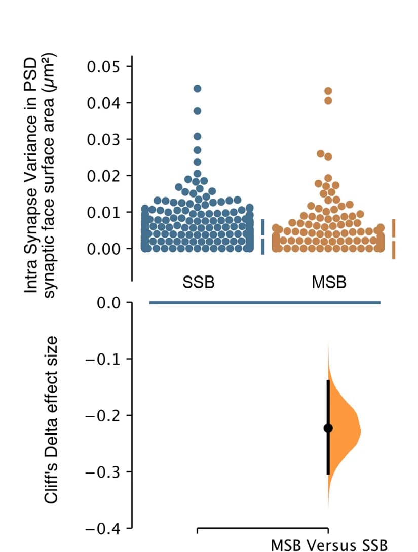Open access visualization of Violin Plot, Scatter Plot, PSD Size, Single Synaptic Boutons, Multi-Synaptic Boutons