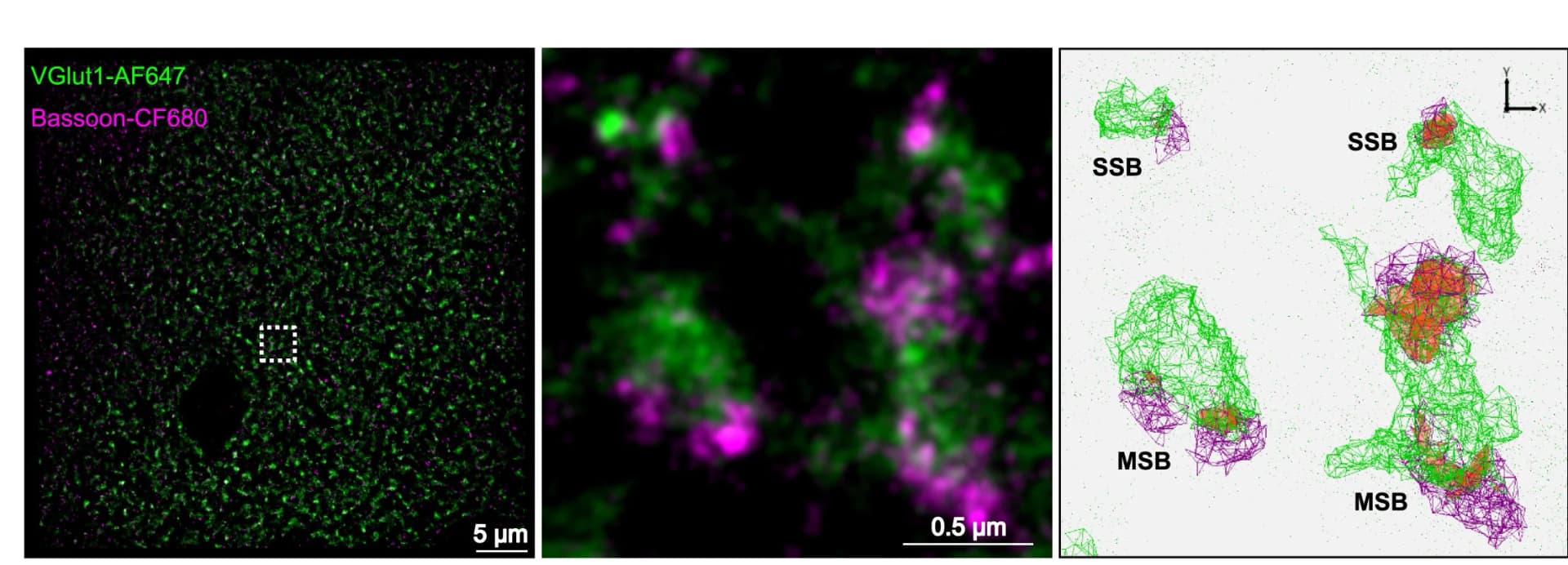 Open access visualization of Microscopy, dSTORM, VGlut, Bassoon, Mouse Brain