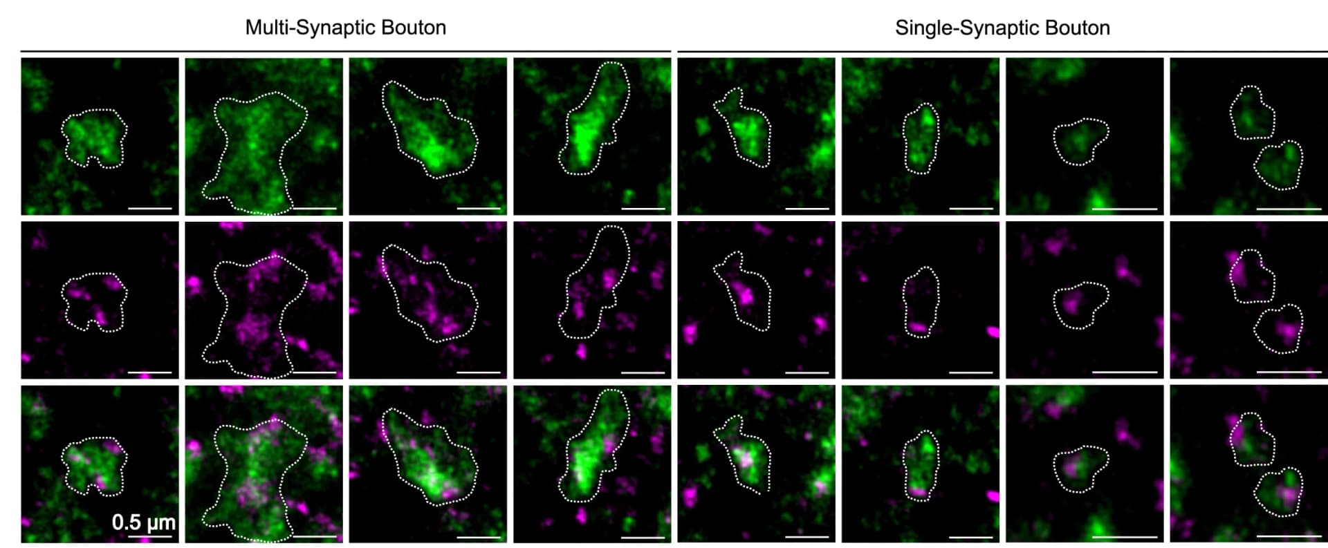 Open access visualization of Microscopy, MSBs, SSBs