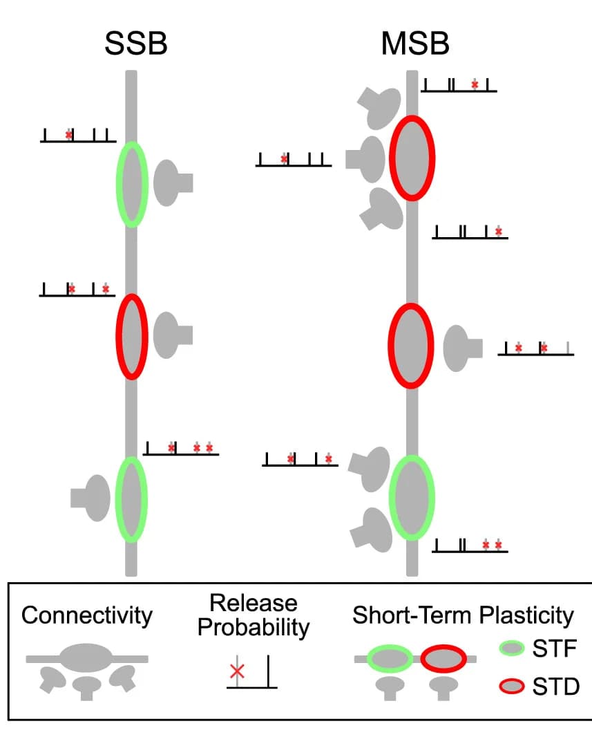 Open access visualization of Illustration, Workflow, Simulation, CA3 Neurons, CA1 Neurons
