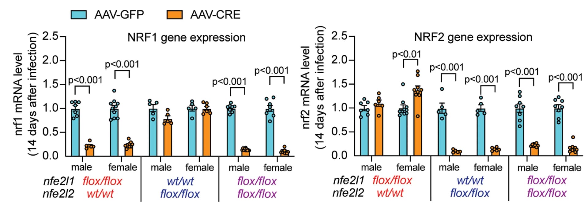 Open access visualization of Bar Plot, Error Bars, Gene Expression, Liver, qPCR