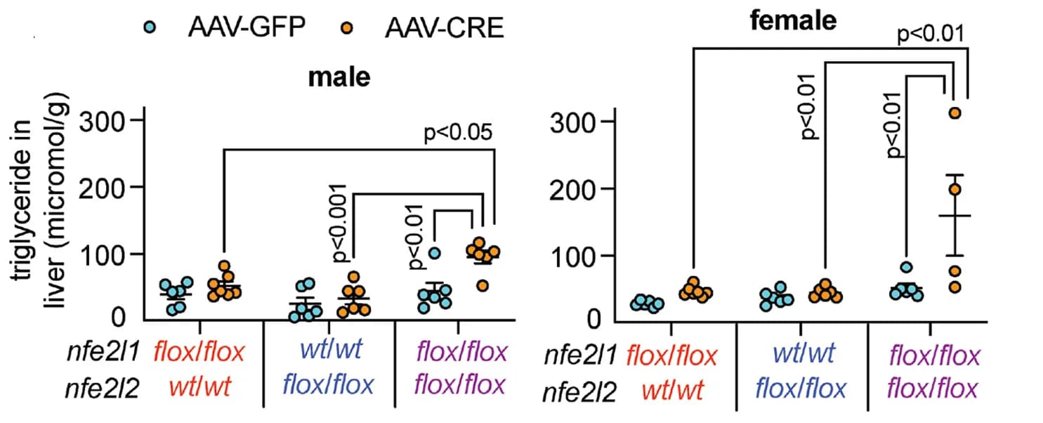 Open access visualization of Scatter Plot, Error Bars, Liver, Triglyceride, Two-way ANOVA