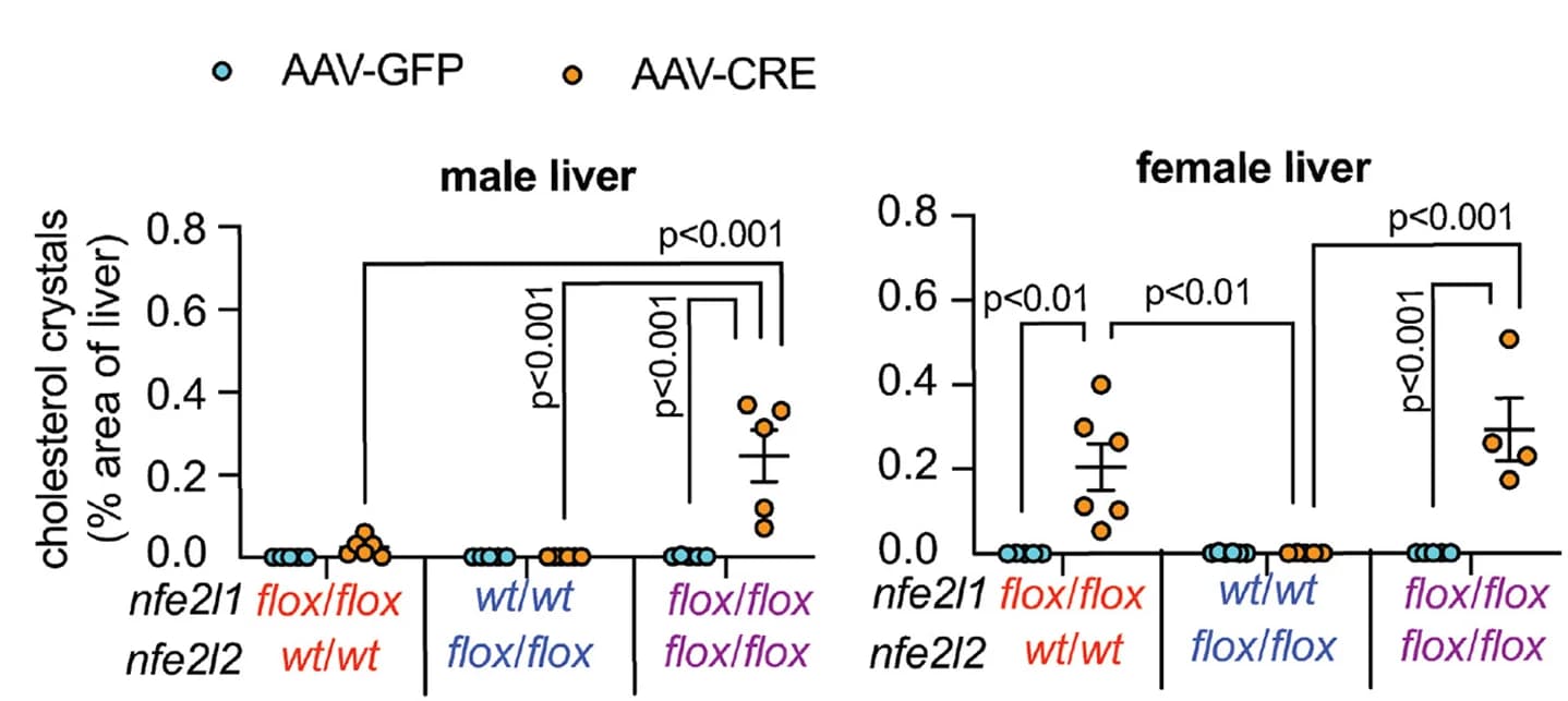 Open access visualization of Scatter Plot, Error Bars, Cholesterol Crystals, Liver, Two-way ANOVA