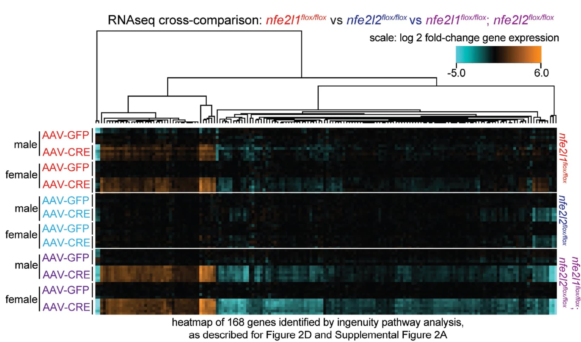 Open access visualization of Heatmap, Clustered, Clustered Heatmap, RNA-seq, Gene Expression