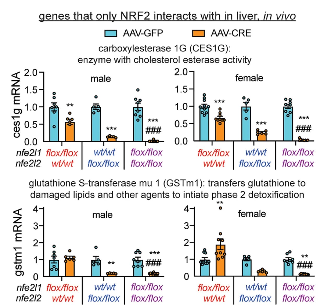 Open access visualization of Bar Plot, Error Bars, Scatter Plot, qPCR, Liver