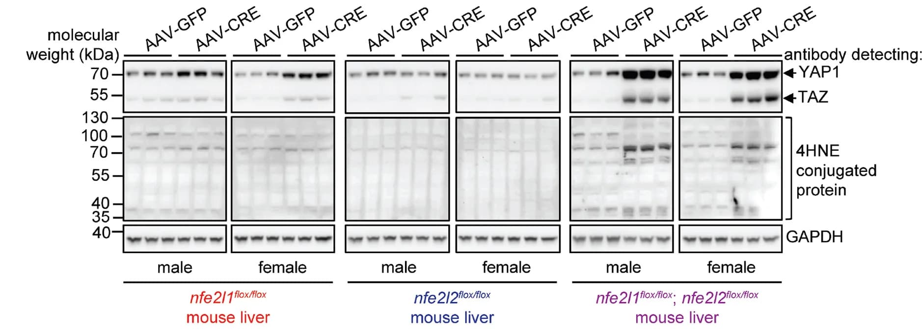 Open access visualization of Gel, Immunoblot, Proteins, Damaged Protein, Peroxidation
