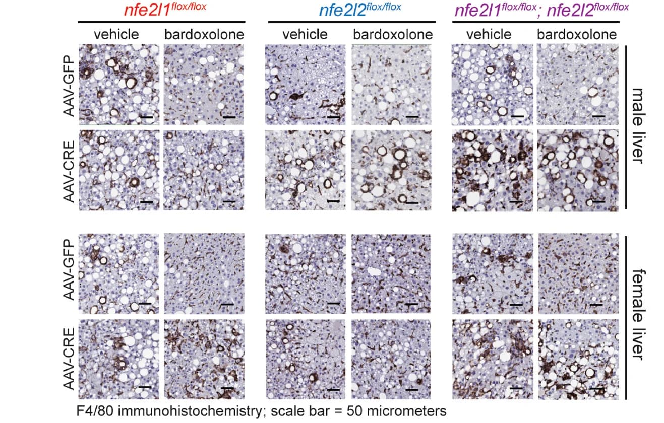 Open access visualization of Microscopy, Immunohistochemistry, F4/80, Liver Sections