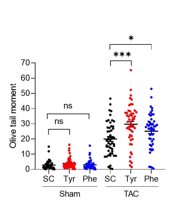 Open access visualization of Scatter Plot, DNA Damage, Cardiomyocytes, Heart Tissues, Alkaline Comet Assay