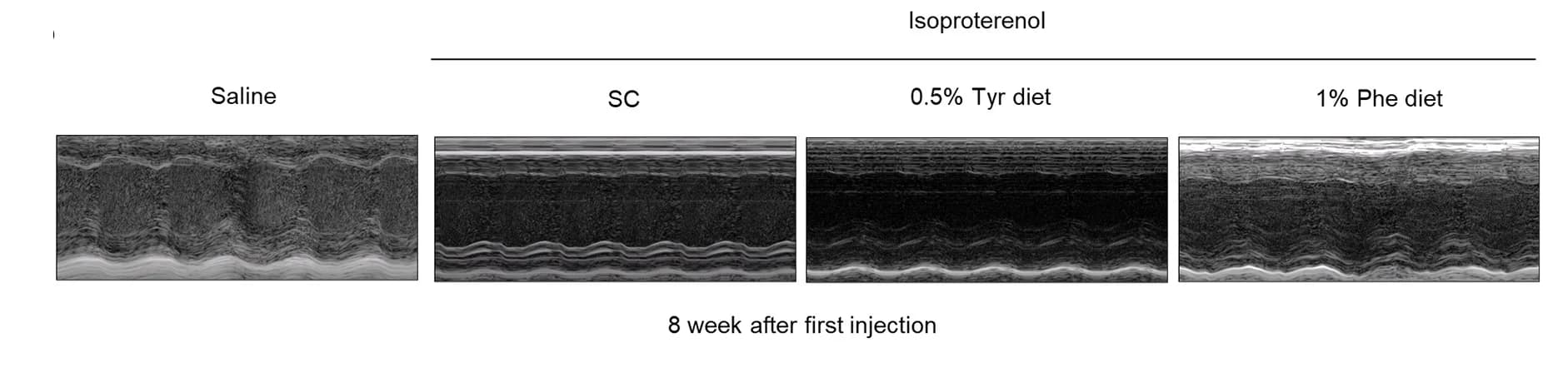 Open access visualization of Microscopy, Echocardiogram, Saline, Isoproterenol