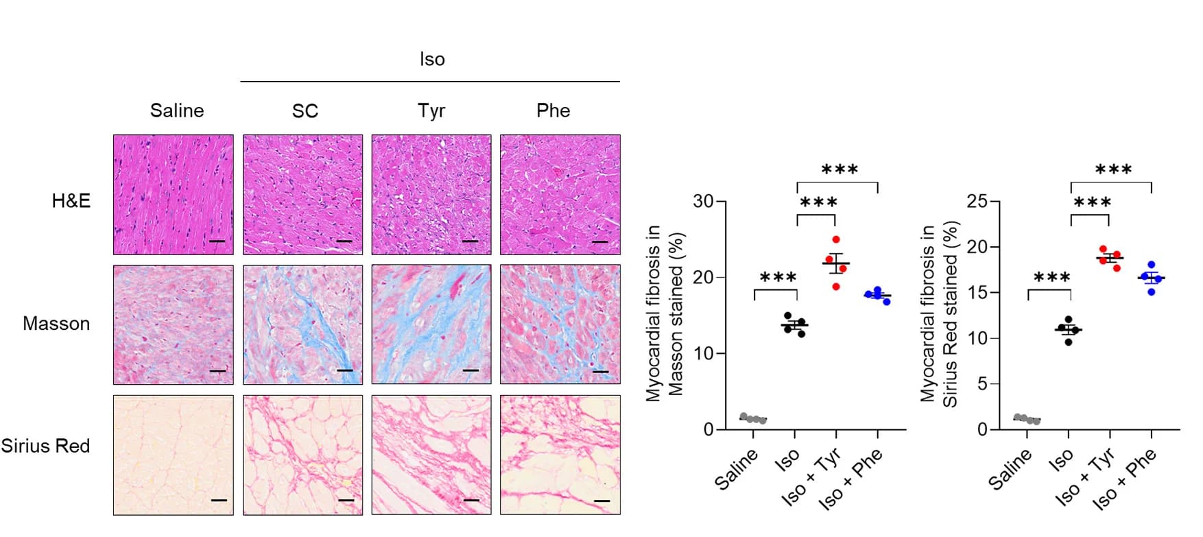 Open access visualization of Scatter Plot, Error Bars, Microscopy, H&E Staining, Masson Trichrome Staining