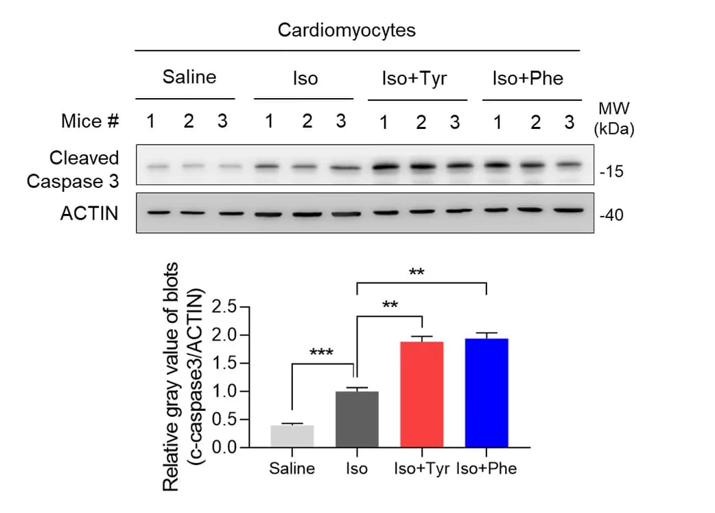 Open access visualization of Bar Plot, Error Bars, Gel, Western Blot, Cleaved Caspase 3