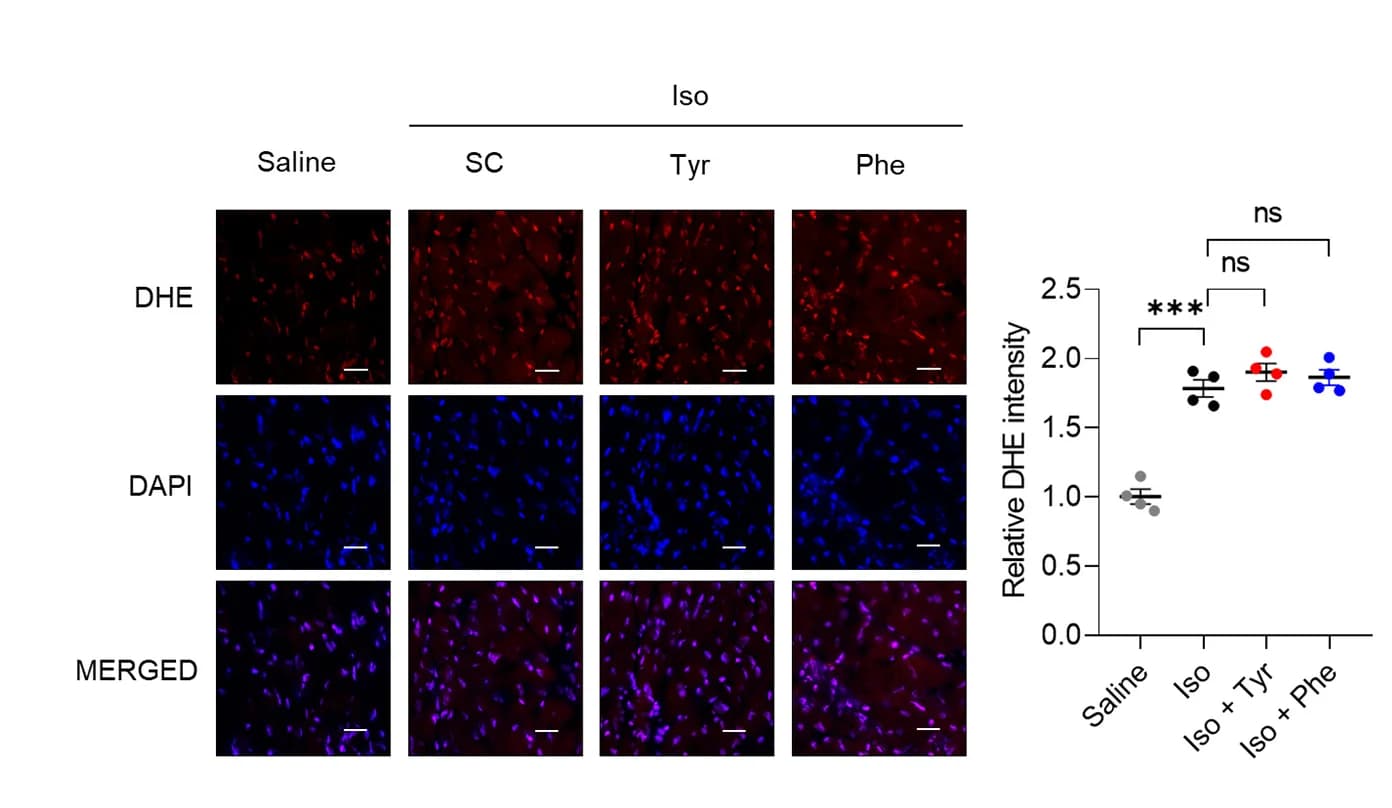 Open access visualization of Scatter Plot, Microscopy, DHE Staining, Heart Tissues