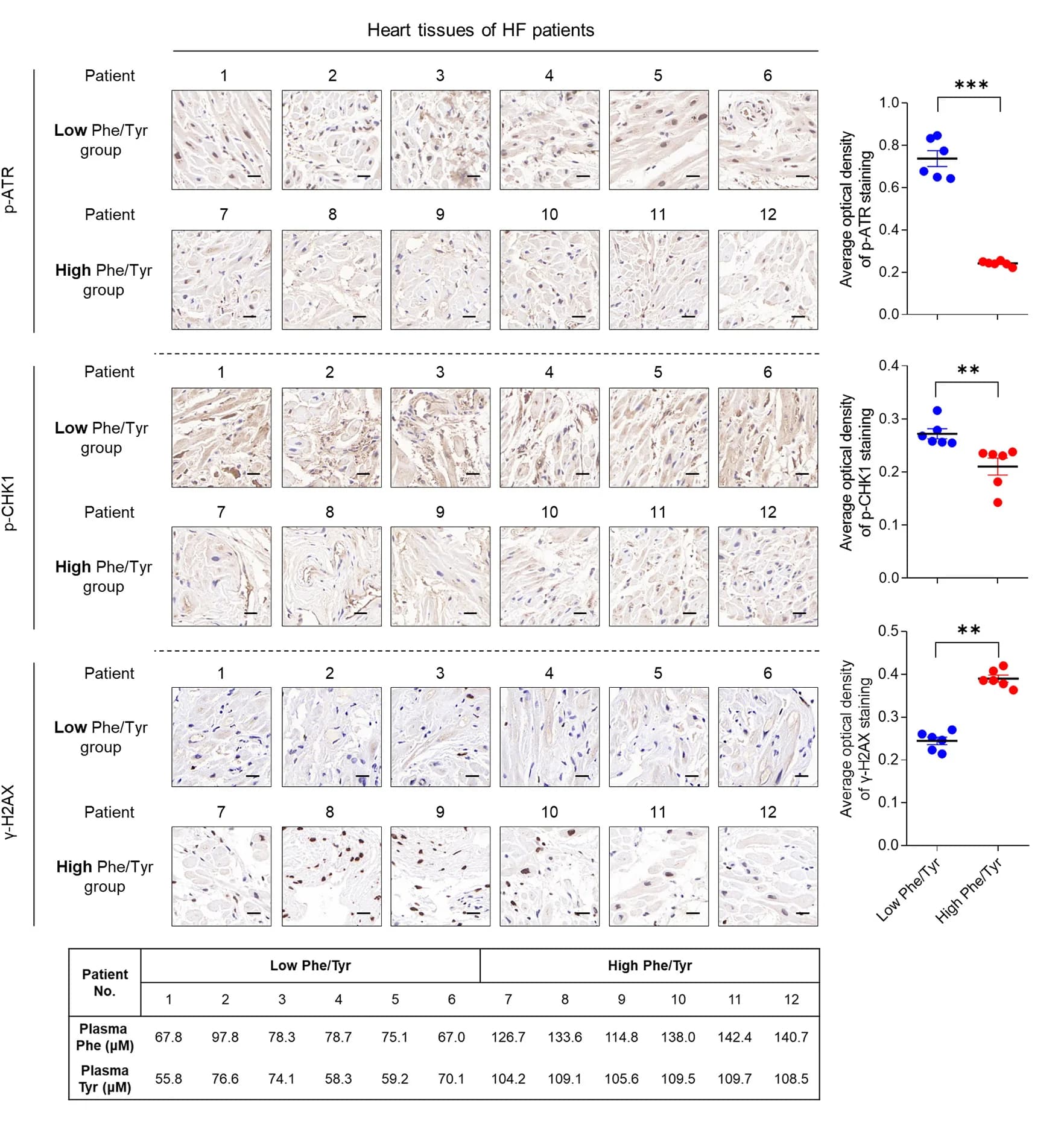 Open access visualization of Microscopy, Scatter Plot, Table Image, Immunohistochemistry, IHC