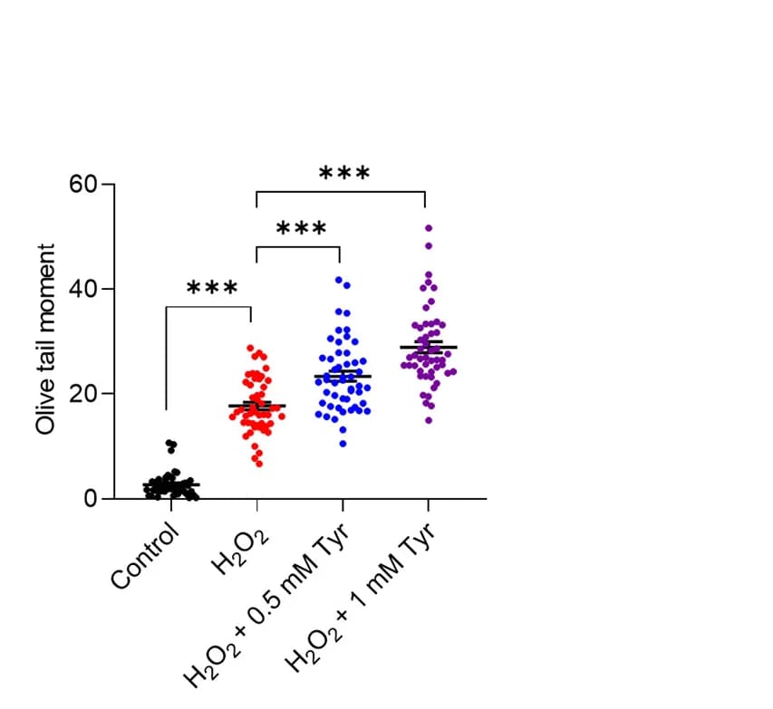 Open access visualization of Scatter Plot, DNA Damage, AC-16 Cells, ACMs, Alkaline Comet Assay