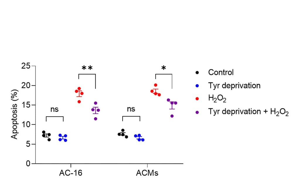 Open access visualization of Scatter Plot, Error Bars, Apoptosis, AC-16 Cells, ACMs