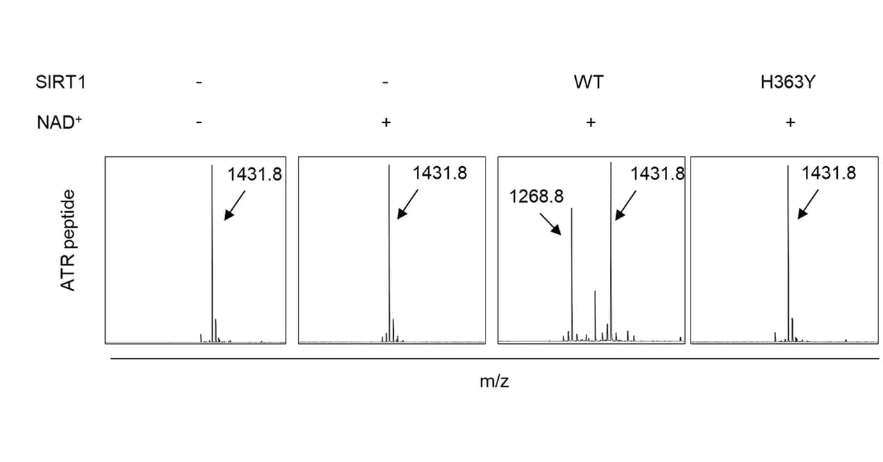Open access visualization of Line Plot, Wild-type SIRT1, SIRT1H363Y, ATR K2311 peptide, NAD+