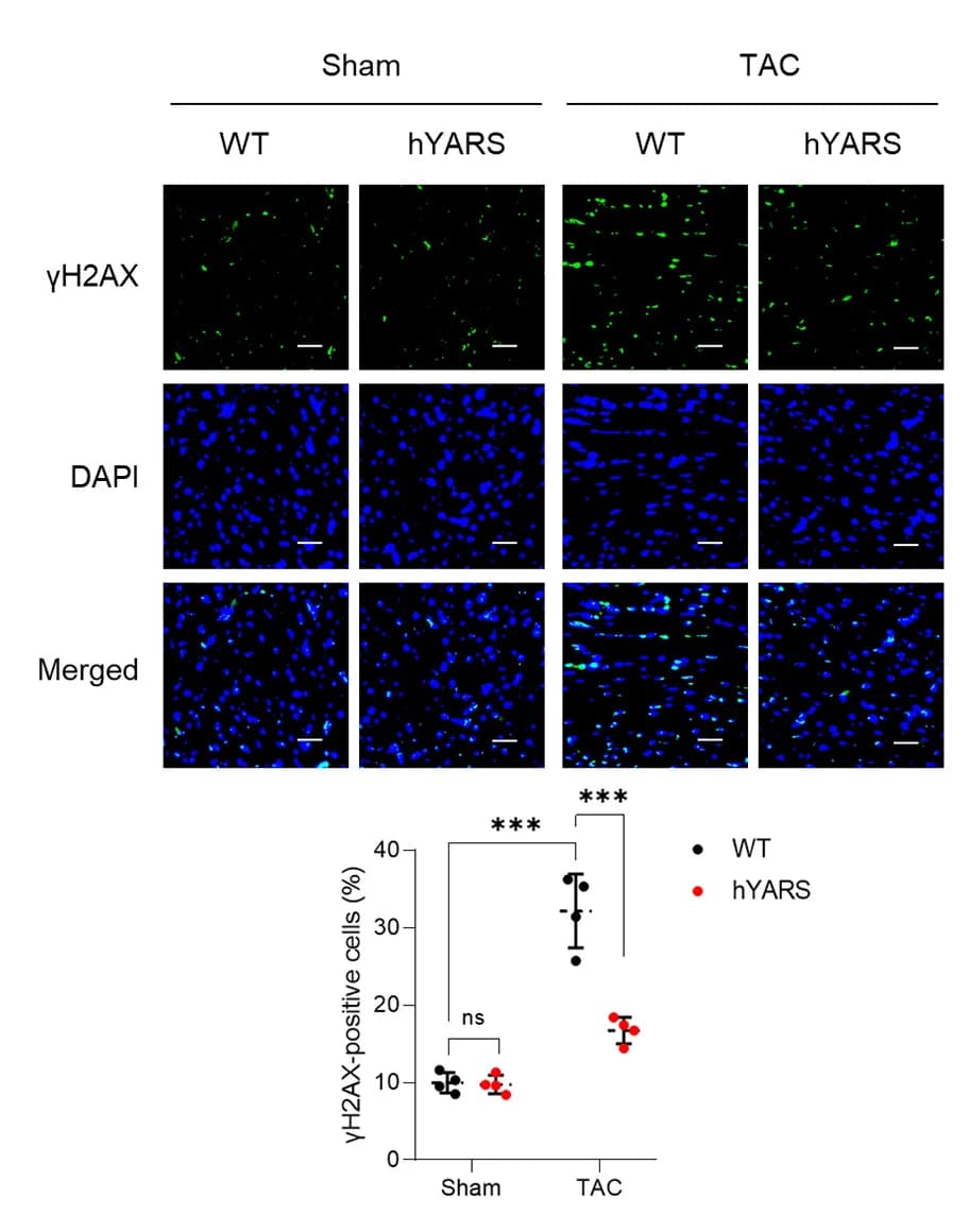 Open access visualization of Scatter Plot, Error Bars, Microscopy, Photo, Immunostaining