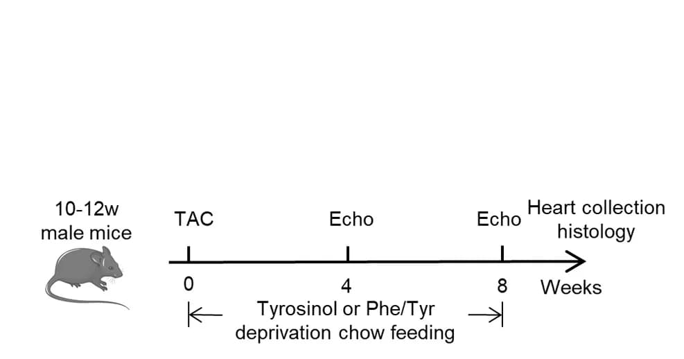 Open access visualization of Workflow, Illustration, Experimental design, Tyrosinol, Phenylalanine
