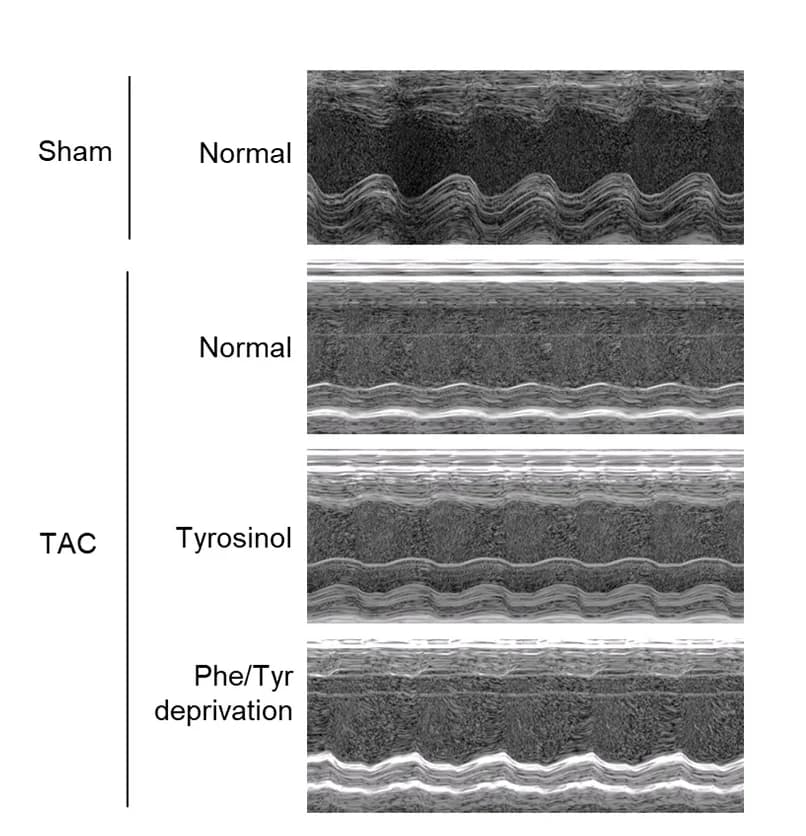 Open access visualization of Microscopy, Echocardiogram