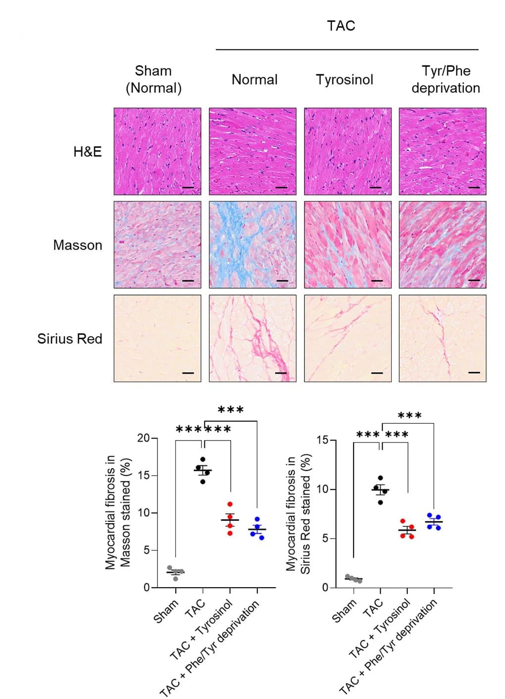 Open access visualization of Microscopy, Scatter Plot, Error Bars, H&E staining, Masson staining