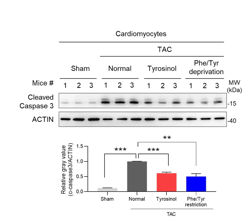 Open access visualization of Bar Plot, Error Bars, Gel, Western blot, Cleaved caspase 3