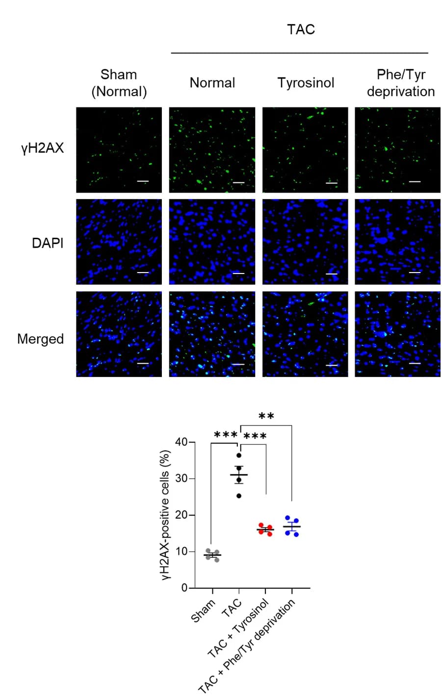 Open access visualization of Microscopy, Scatter Plot, Error Bars, Immunostaining, γH2AX