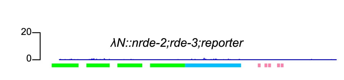Open access visualization of Line Plot, Antisense small RNA, Reporter, NRDE-2, rde-3 worms