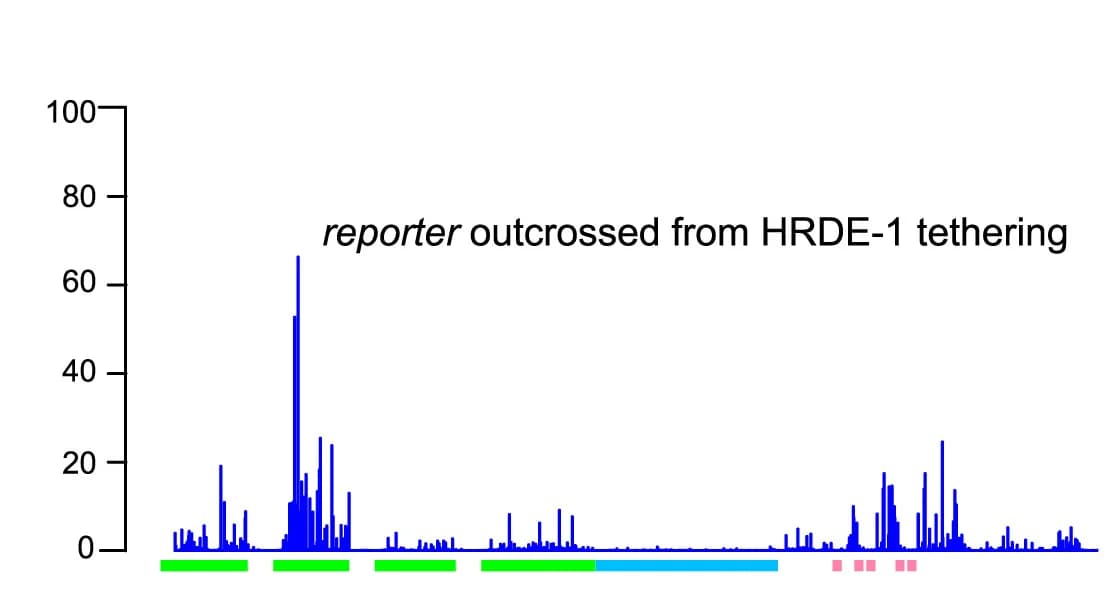 Open access visualization of Line Plot, Antisense small RNA, Reporter, HRDE-1, WT worms