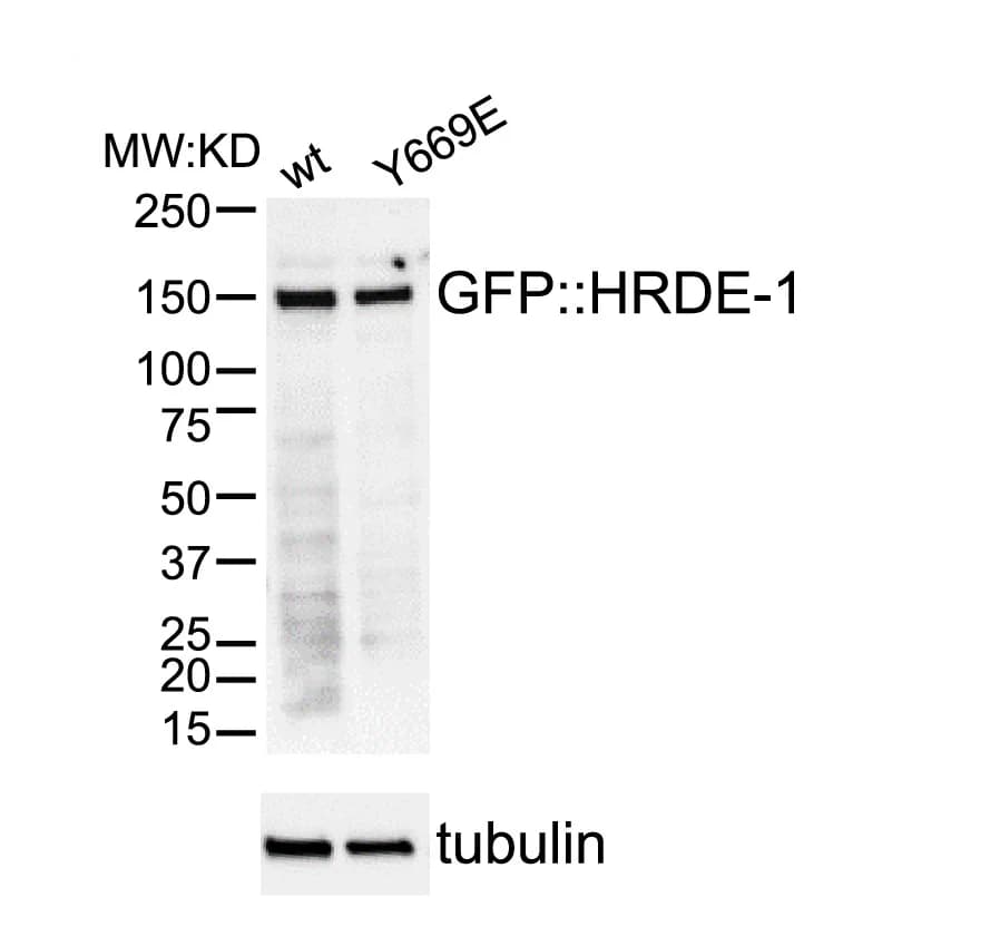 Open access visualization of Gel, Western Blot, GFP::HRDE-1, GFP::HRDE-1(Y669E), Worm Lysates