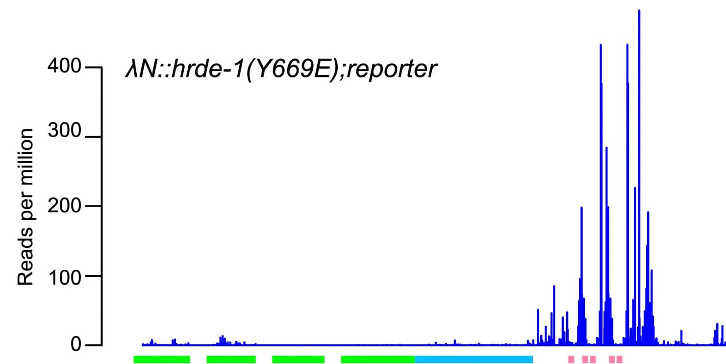 Open access visualization of Line Plot, Plots, Antisense Small RNA, lambdaN::HRDE-1(Y669E), WT Worms