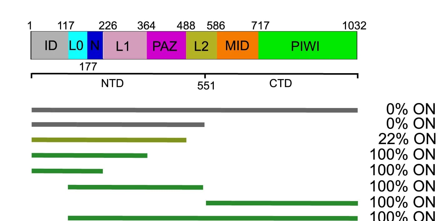 Open access visualization of Workflow, Illustration, HRDE-1, Domain Structure, Truncations