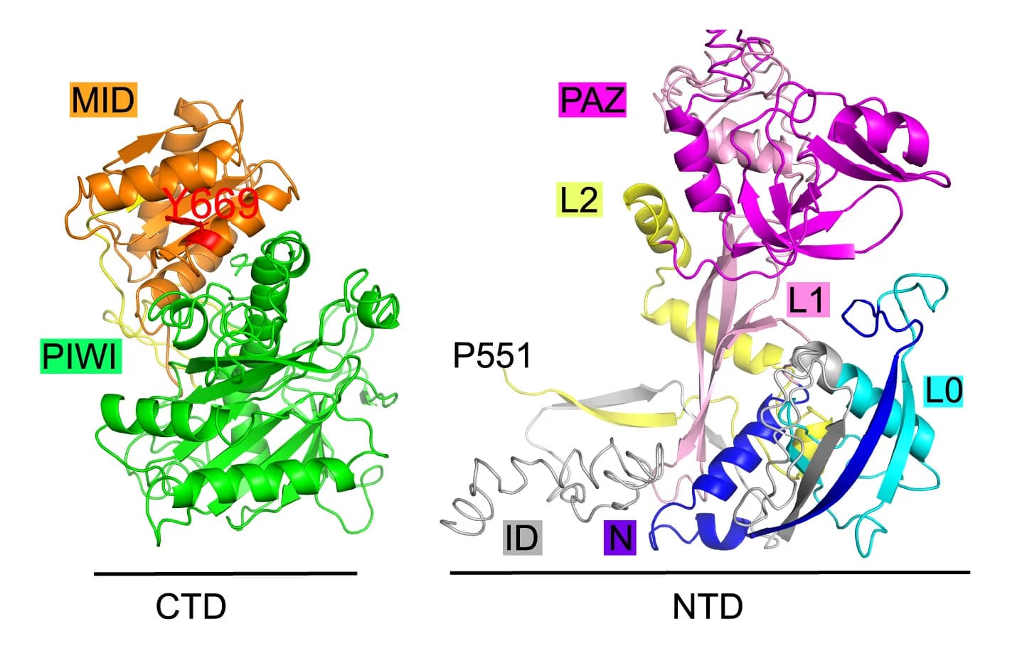 Open access visualization of Protein Structure, HRDE-1, N-Terminal Domain, C-Terminal Domain, 3D Structure