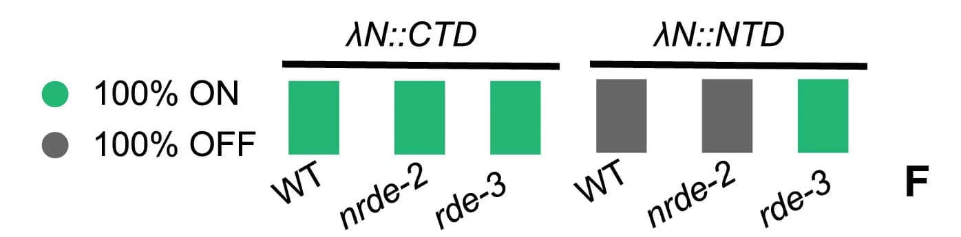 Open access visualization of Bar Plot, Reporter Expression, Silencing, N::CTD, N::NTD