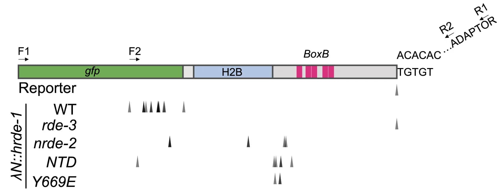 Open access visualization of Illustration, Poly-UG Modification, Reporter RNA, Mutants, Poly-UG PCR