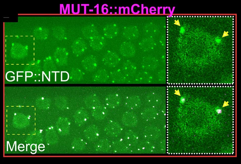 Open access visualization of Microscopy, Germ Cells, Co-localization