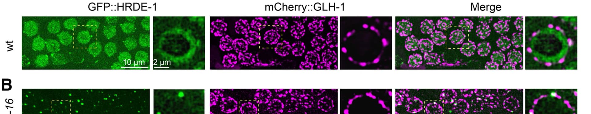 Open access visualization of Microscopy, Confocal Images, GFP::HRDE-1, mCherry::GLH-1, WT Worms