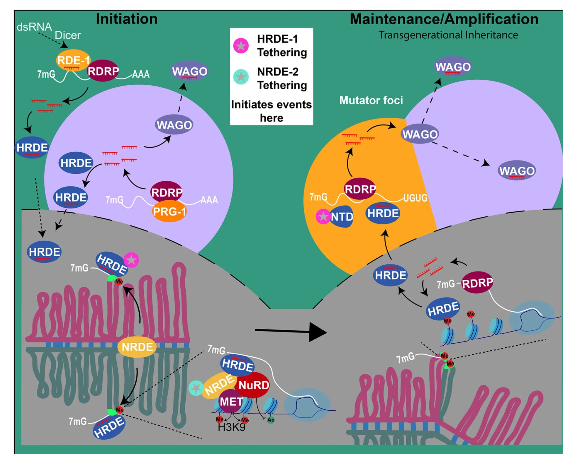 Open access visualization of Workflow, Flowchart, Illustration, Model