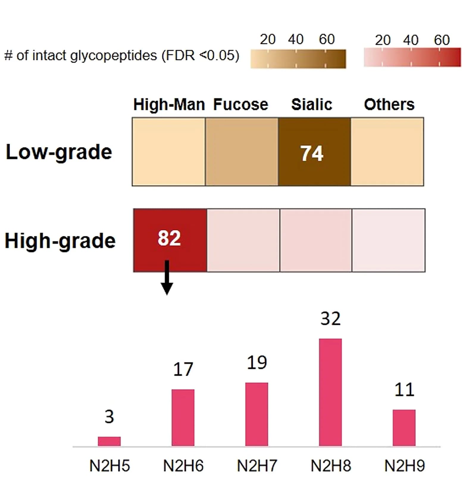 Open access visualization of Bar Plot, Heatmap, Glycan Types, Differentially Expressed Intact Glycopeptides, False Discovery Rate