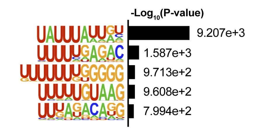Open access visualization of Bar Plot, HOMER Motif, ZFP36, mRNA, eCLIP-seq
