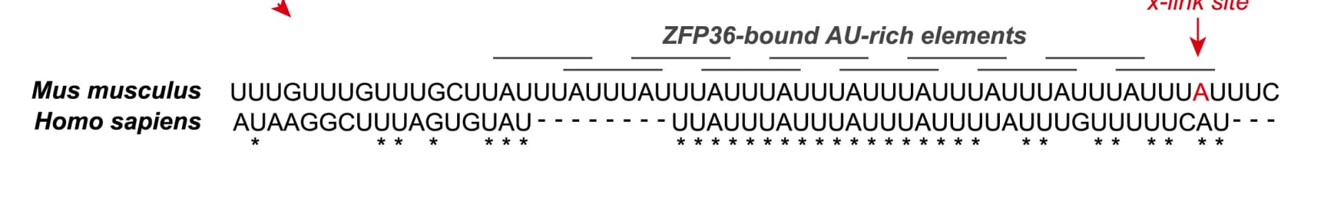 Open access visualization of Illustration, Clustal Omega, Multiple Sequence Alignment, ZFP36, Eno2 3' UTRs
