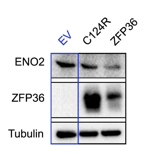 Open access visualization of Gel, Immunoblot, Eno2, Tuba1b, ZFP36/L1/L2 TKO MEF