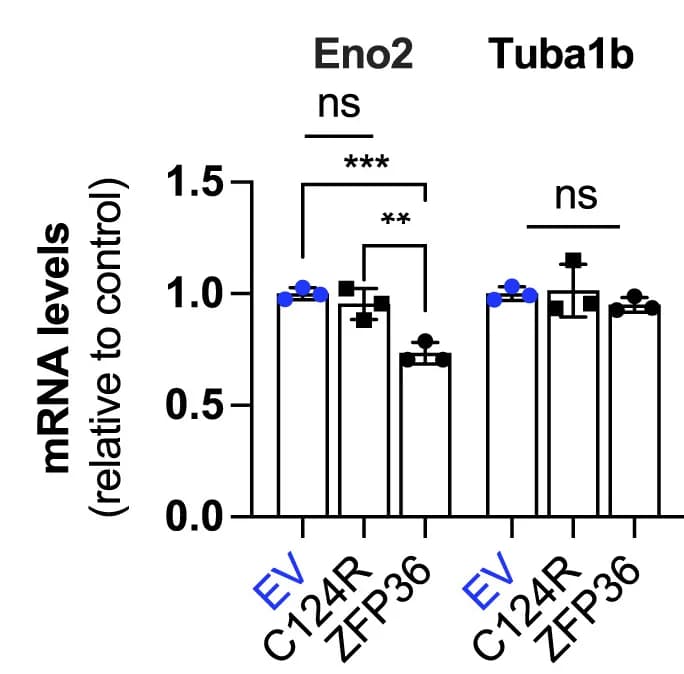 Open access visualization of Bar Plot, Error Bars, qRT-PCR, Eno2, Tuba1b