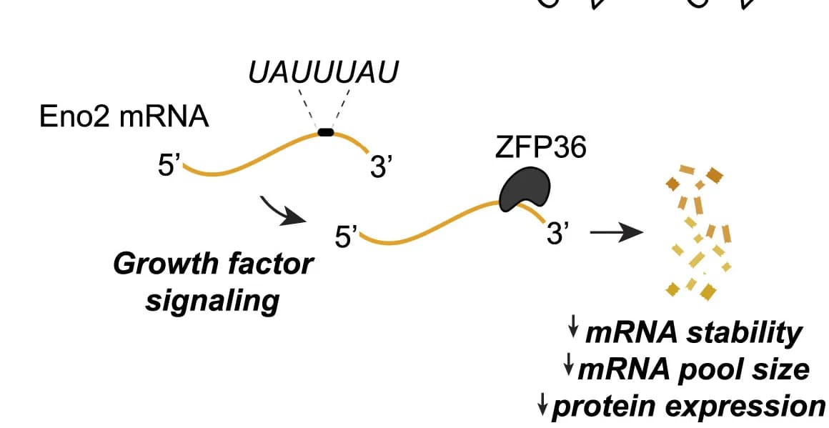Open access visualization of Workflow, Illustration, Model, ZFP36, Eno2 mRNA
