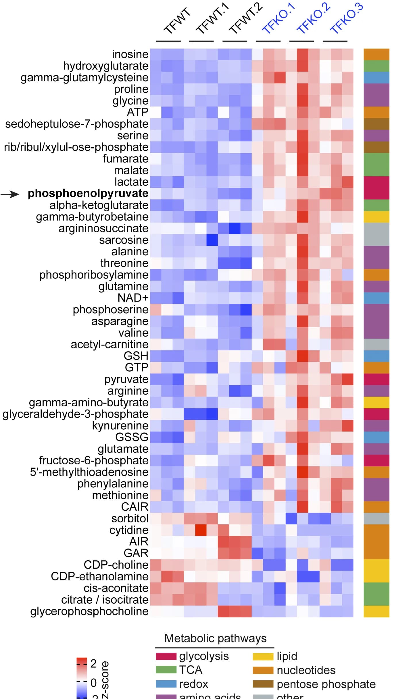 Open access visualization of Heatmap, Clustered, LC-MS, Metabolomics, ZFP36