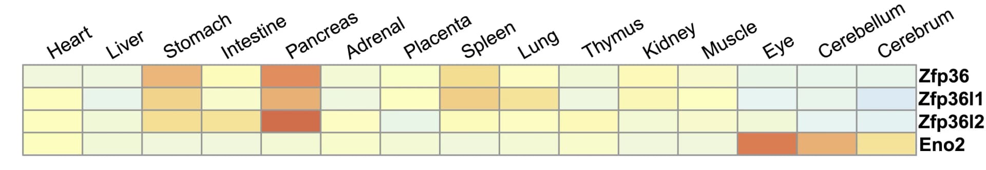 Open access visualization of Heatmap, Eno2 expression, Single-cell RNA-seq, Human fetal tissue