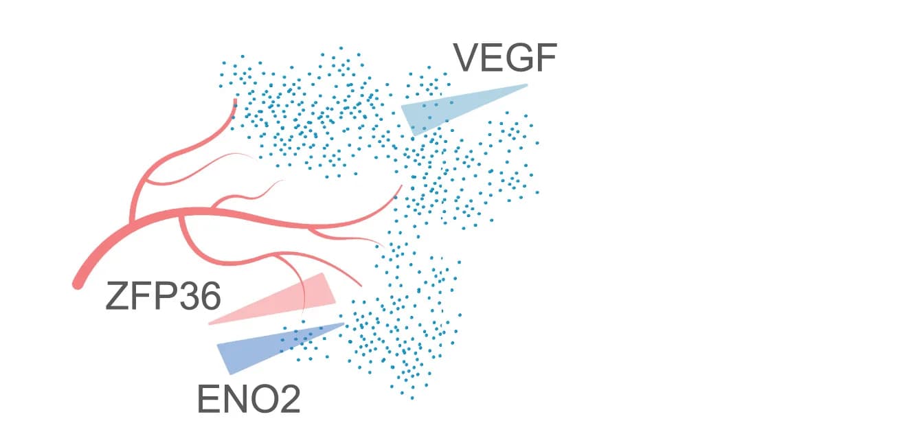Open access visualization of Scatter Plot, Network, ZFP36, ENO2 expression, VEGF signaling