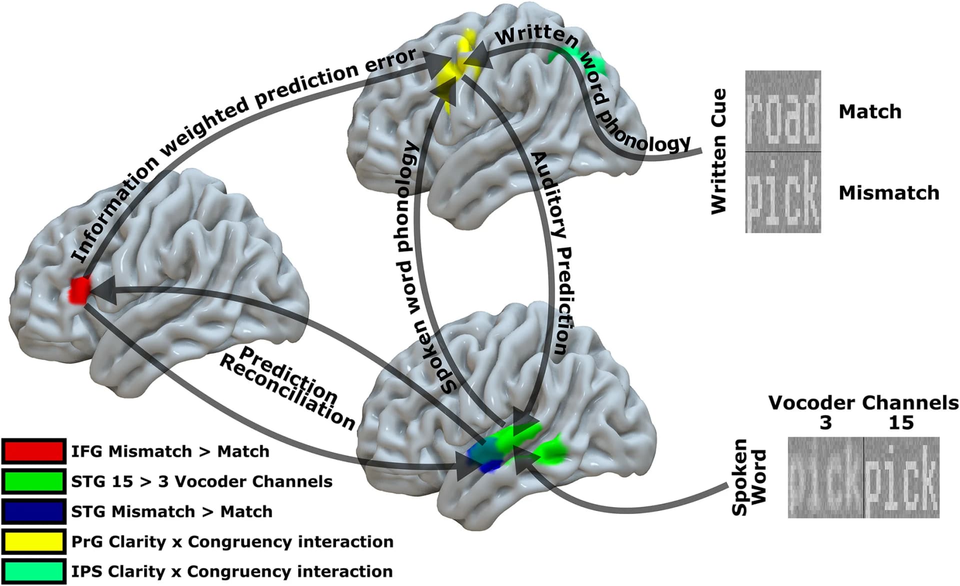 Open access visualization of Workflow, Illustration, Cue Congruency, Sensory Detail, IFG Cluster