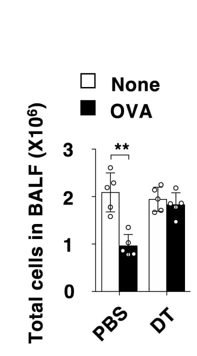 Open access visualization of Bar Plot, Error Bars, Clustered, BALF, Cells