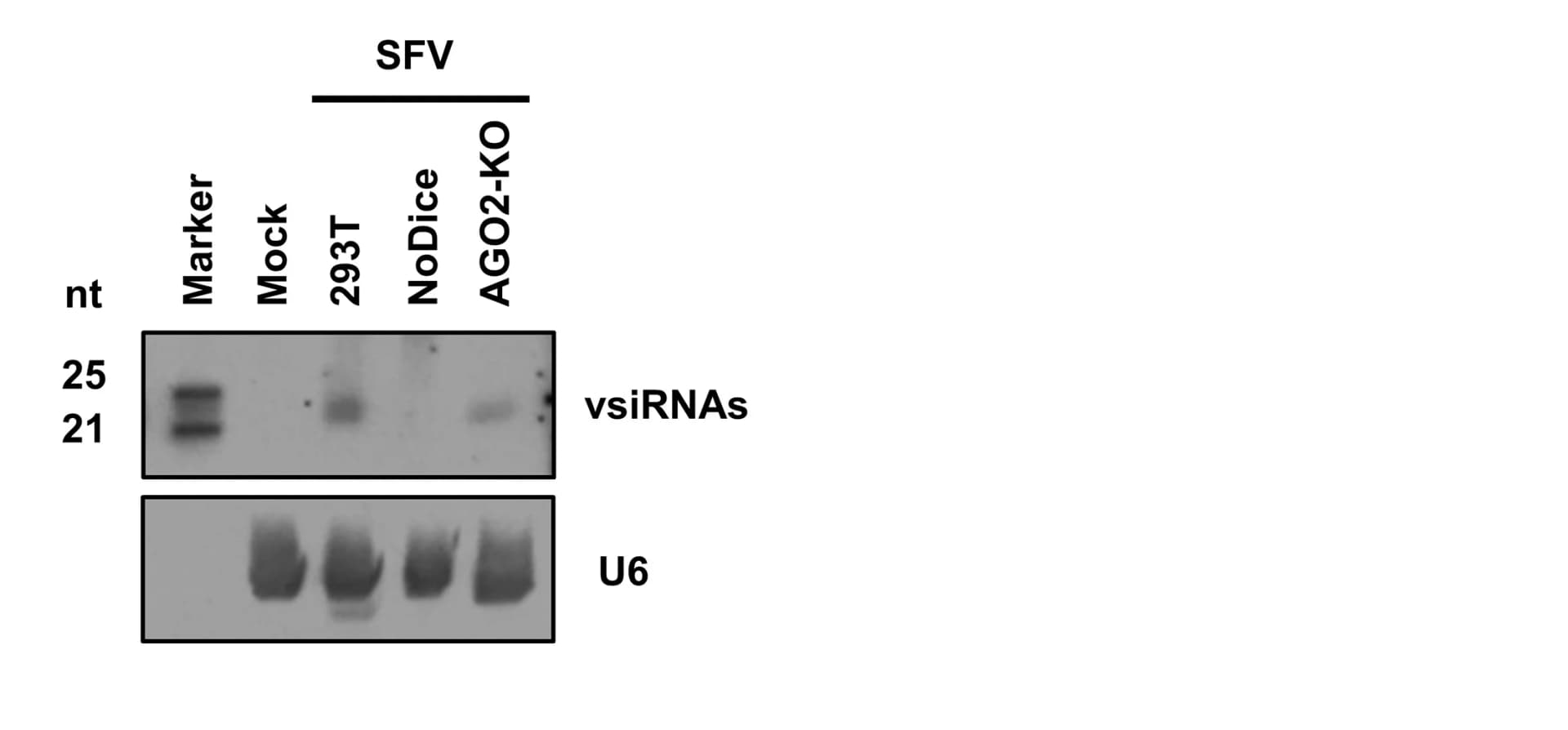 Open access visualization of Gel, Northern Blotting, vsiSFV, Detection