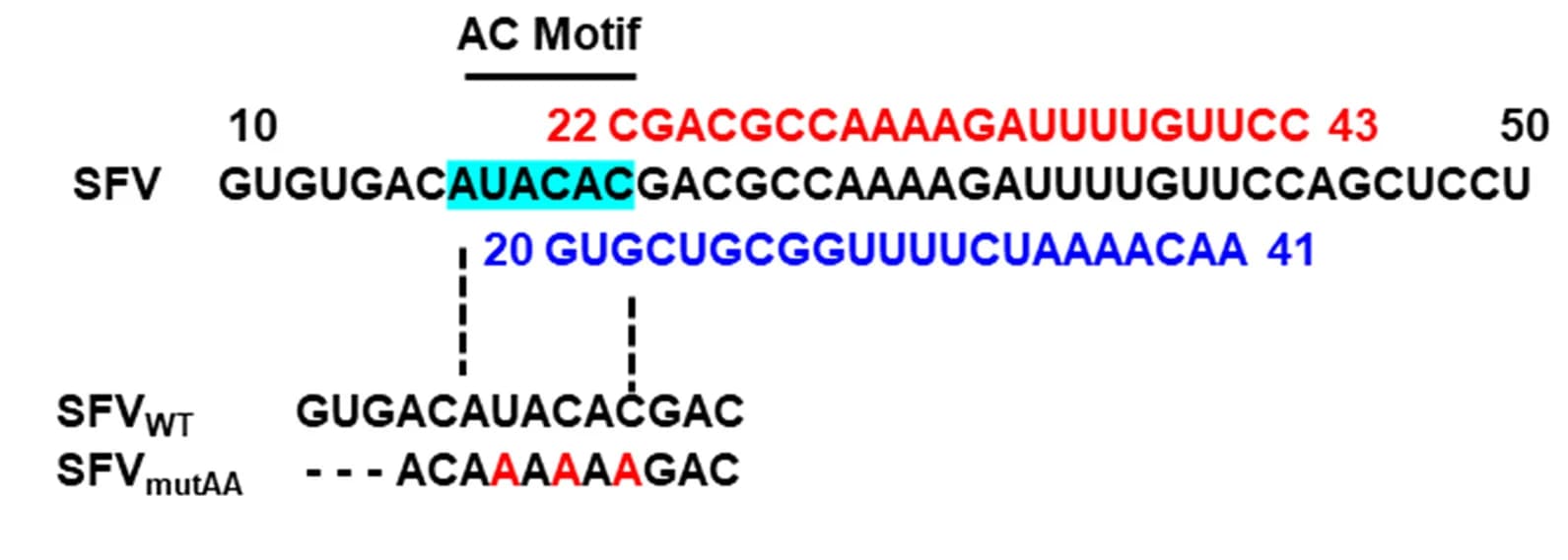 Open access visualization of Illustration, SFV Genome, Mutation Sites, 5' UTR